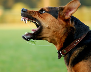 Dogs like this one are sometimes trained as attack dogs or guard dogs. If you have been bitten by a dog or injured in another type of animal attack or mauling, call a Kenner dog bite attorney today.